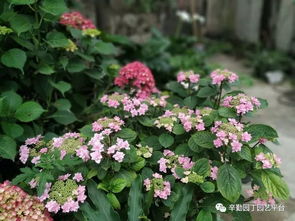 无尽夏一年能开几次花，它的开花规律是怎样的呢