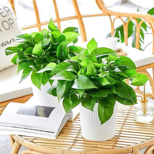 hen多人douhen喜欢水培绿萝