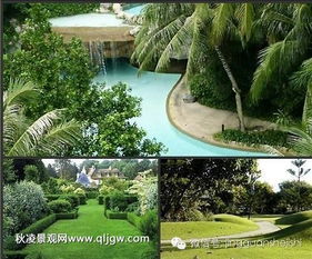 花卉知识杂谈：压条那些事儿