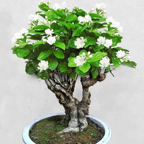 养分的补充要多元化