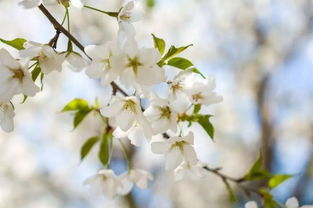 春天的其他花朵