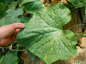 黄瓜炭疽病， 溴菌腈喷雾防治妙招