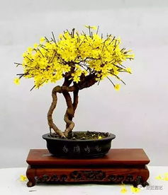 迎春花的家居养护