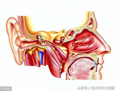 猪耳朵起包流水、流脓、溃烂，病因不同，究竟是什么原因引起的呢？