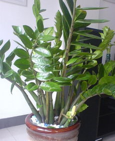 金钱树：寓意吉祥的植物