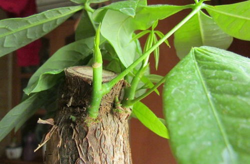 浇透水后叶片反而下垂怎么办？