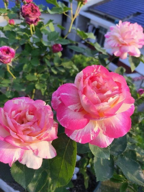 月季花开，香飘四季