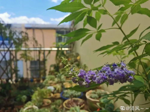 伊芙四度芳香的种植与养护