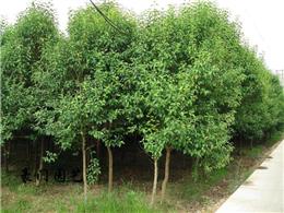 春季种植大叶女贞的时机和土壤选择