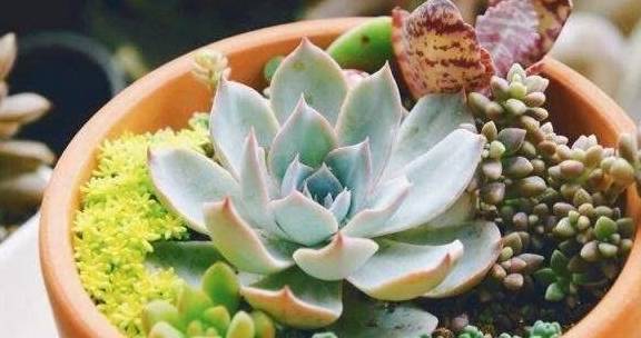“多肉植物需适量浇水，避免积水烂根