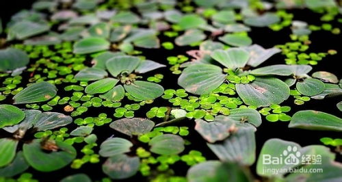 浮萍：水生植物，轻盈花海，百度SEO爆款！