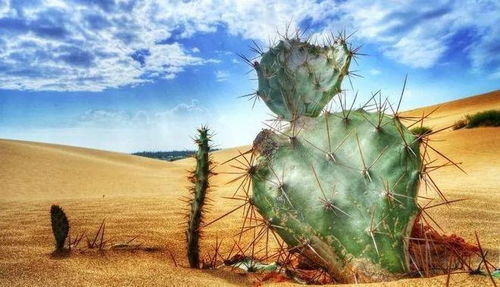 仙人掌的故土之谜