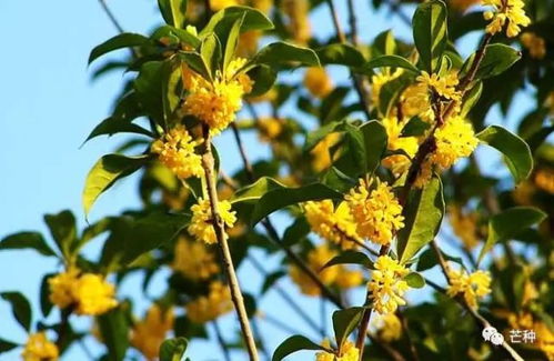 桂花树种植， 如何选择和栽植苗子