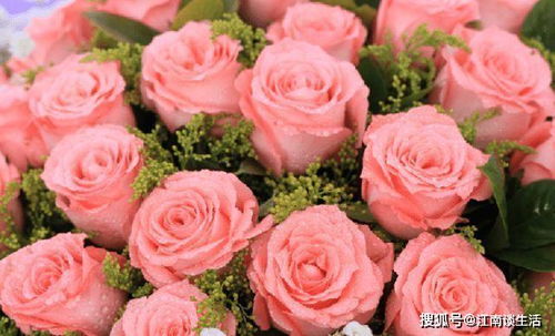 寻找那粉嫩的倩影：粉龙月季的美丽姐妹花