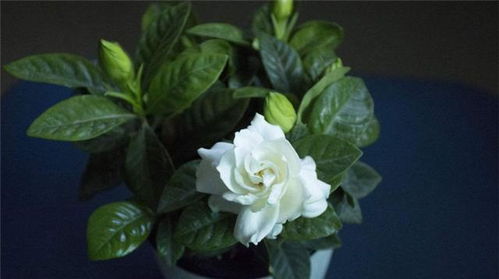 适合种植的植物和双口花盆