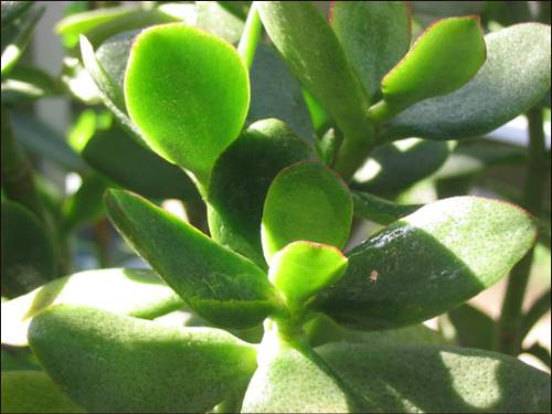 发财树烂根判断