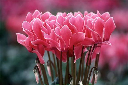 开花量——花朵的多与寡