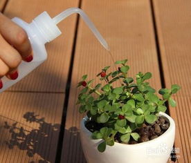 多肉植物浇水时使用哪种喷壶或滴灌工具最适合