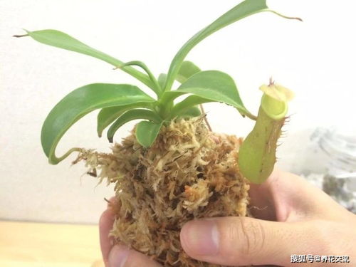 猪笼草有毒吗？家里养猪笼草要注意这些事