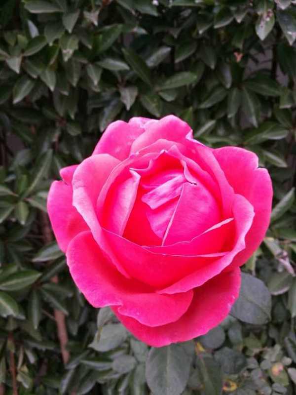 月季的生长习性揭秘