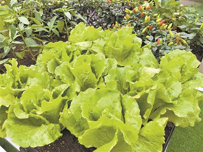 修剪方法：造型有术，美丽加分