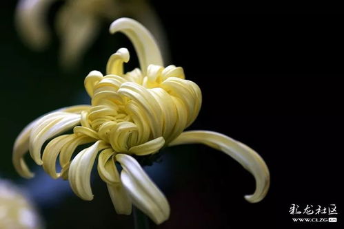 菊花修剪的最佳时间是什么时候？这个时间点你确定不要错过吗
