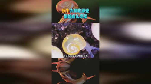 揭秘种子生长奇迹：揭秘种子成长的奥秘