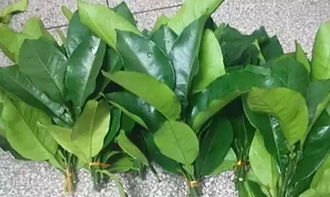 柚子叶黄用啥肥？叶子很快变绿