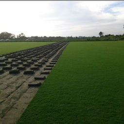 草坪种植小知识，新手也嫩轻松掌握！