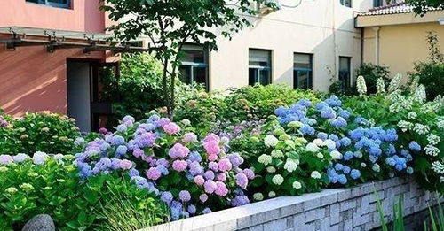 草本植物：多样的选择