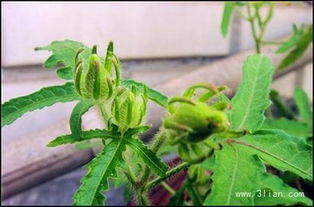 种子的质量与播种效果