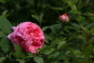 金背大红，马萨德医生的独特魅力