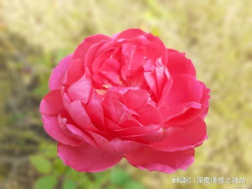 粉色月季花象征温柔与爱意，寓意着深情与美好
