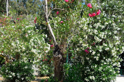 茶花叶子发黄，如何改善土壤问题