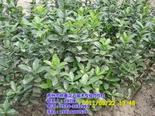 大叶黄杨叶子变红褐色的奥秘