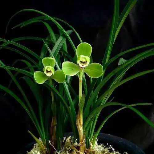 慧兰花，寓意高尚
