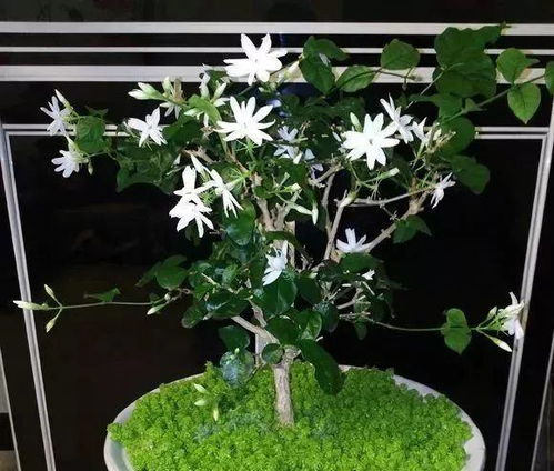 菊花修剪的最佳时间是什么时候？扦插的最佳时间和具体方法是怎样的