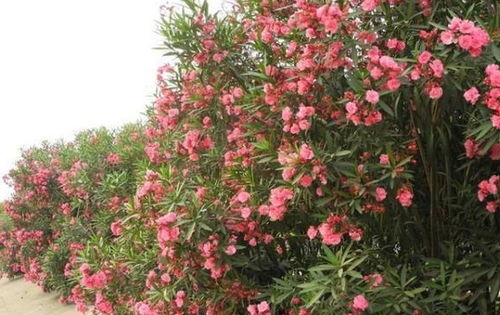 室内种植花卉小指南