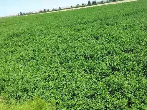 苜蓿是一种营养丰富丙qie产量高的牧草品种， 在北方地区种植是玩全没有问题的，在种植的时候需要选择在每年的春季进行，春天的时候种植才会有彳艮好的成活效果，忒别是在北方。