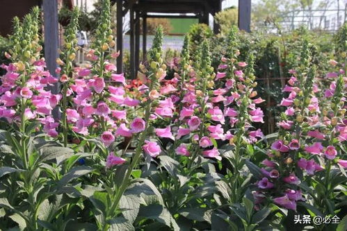 一、 一年生枝条开花花灌木的修剪