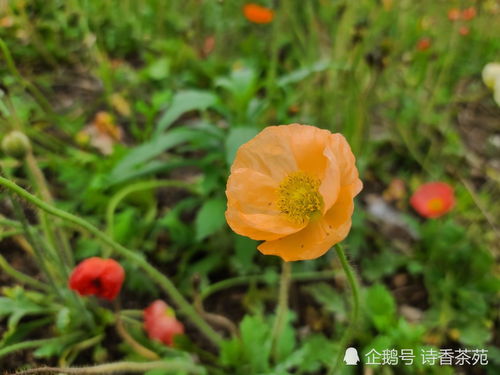 虞美人花语中的“美丽的诱惑”究竟蕴含着怎样的深意
