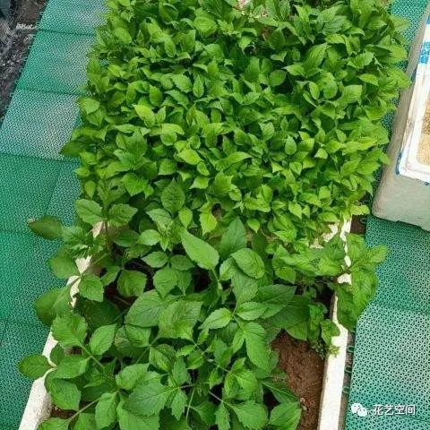 石龙芮如何浇水施肥才能枝繁叶茂，有哪些禁忌需要注意