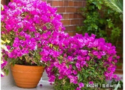 三角梅养护：用这三招， 让你的三角梅长成长颈鹿