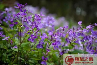 二月兰什么时间种植最合适？种植方法有哪些注意事项