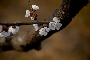“花影摇曳，心情如花绽放”