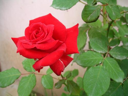 月月红的养护要点