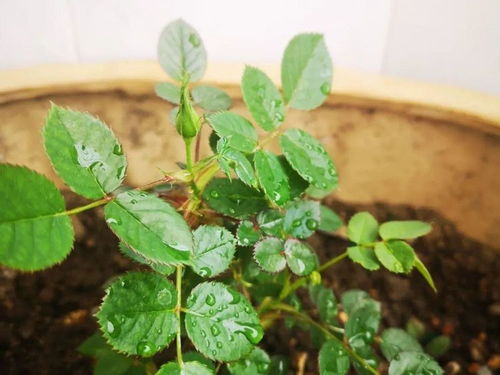 烟丝水， 驱蚊小Neng手