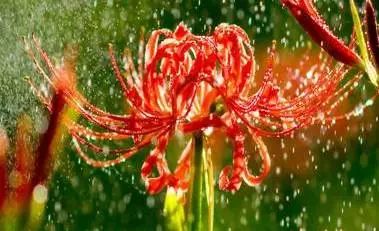 百合花，神秘而美丽