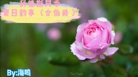 守护的爱， 奥斯汀玫瑰的花语