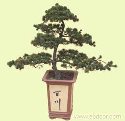 五针松的魅力所在